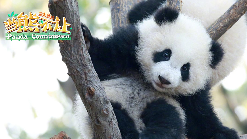 Self-cultivation as a giant panda