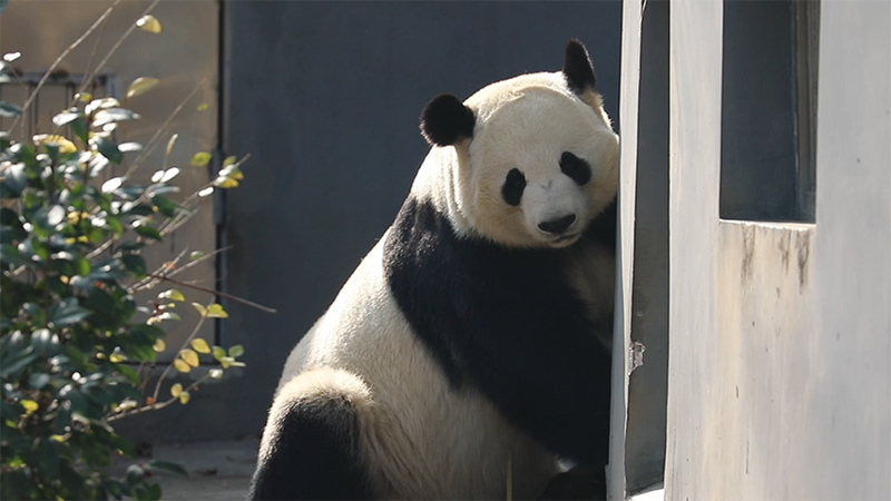 Fat, boring bear