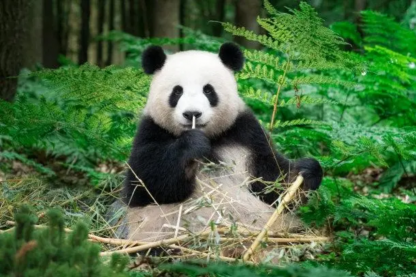 It's the kind of weather a panda would love