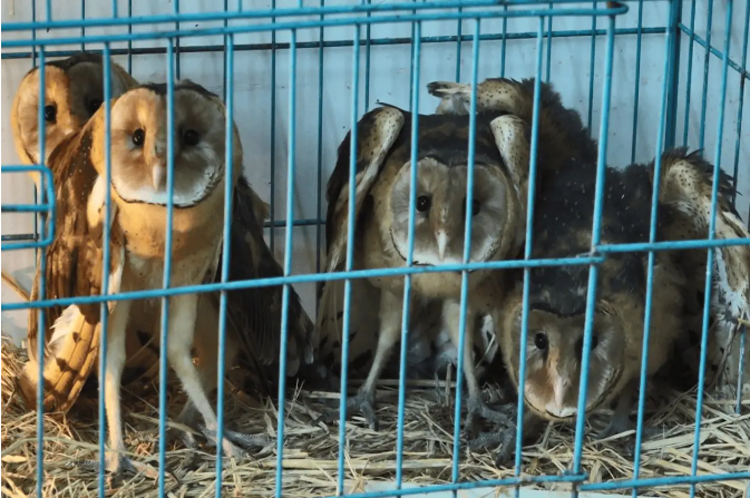 After a month-long rescue and rehabilitation effort, the four eagle owls have been successfully released back into the wild