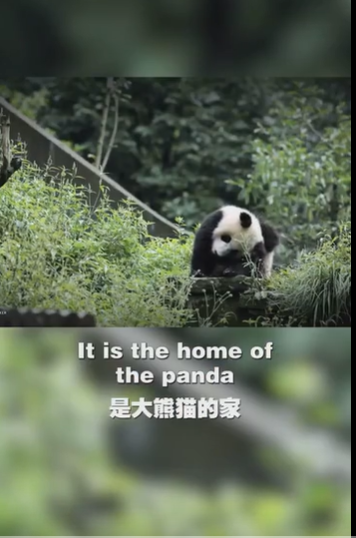 Sichuan: the hometown of the giant panda