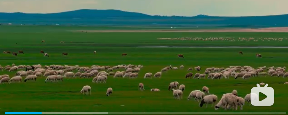 Hulunbuir grassland: herders' homeland and a poetic paradise