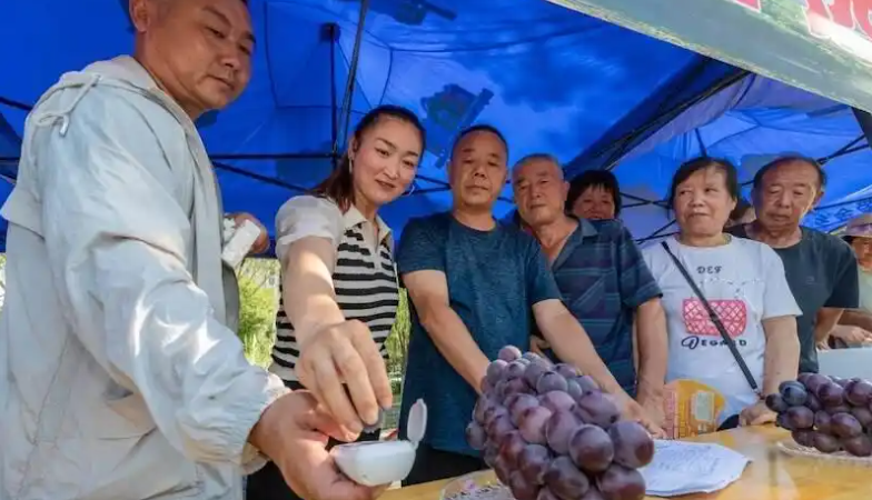 Jinxian grapes: integrating agriculture, culture, and tourism to forge a 
