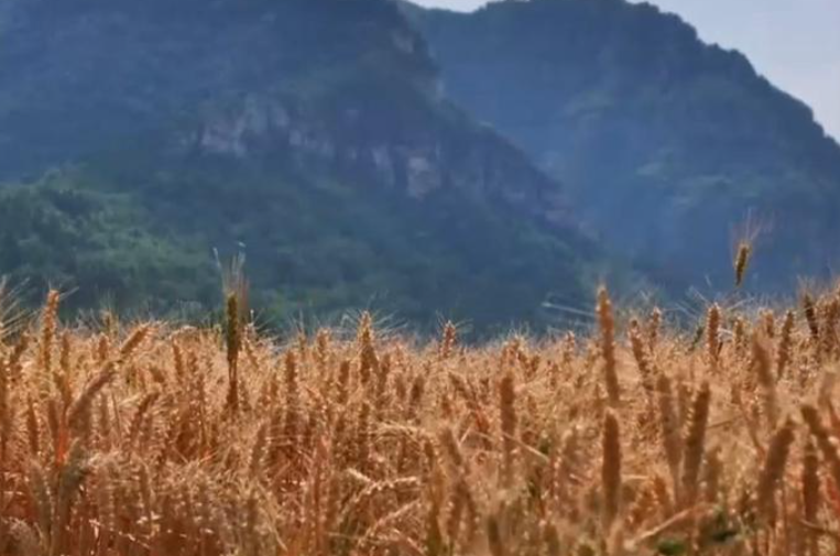 Weifang Qingzhou Miaozi Town: bountiful harvest of grains and fruits, characteristic industries empower rural revitalization