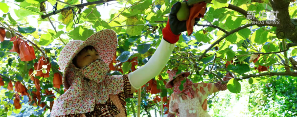 Dehua, Fujian: kiwifruit harvest paves a 