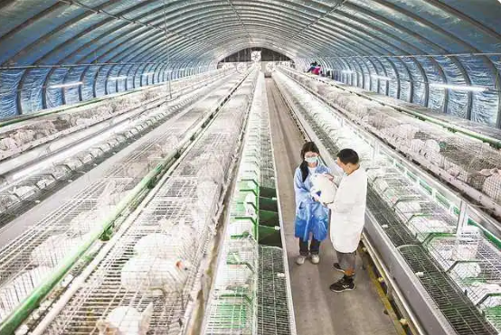 Tongliang, Chongqing: thriving industries propel rural revitalization