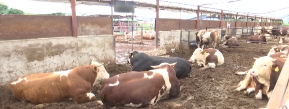 Dongliao County: specialty industries flourish across the board, painting a new picture of rural revitalization