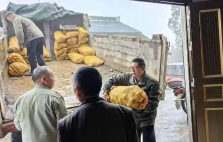 Wuxi, Chongqing: 8,000 jin of seed potatoes delivered to Tieling Village, industrial assistance boosts rural revitalization