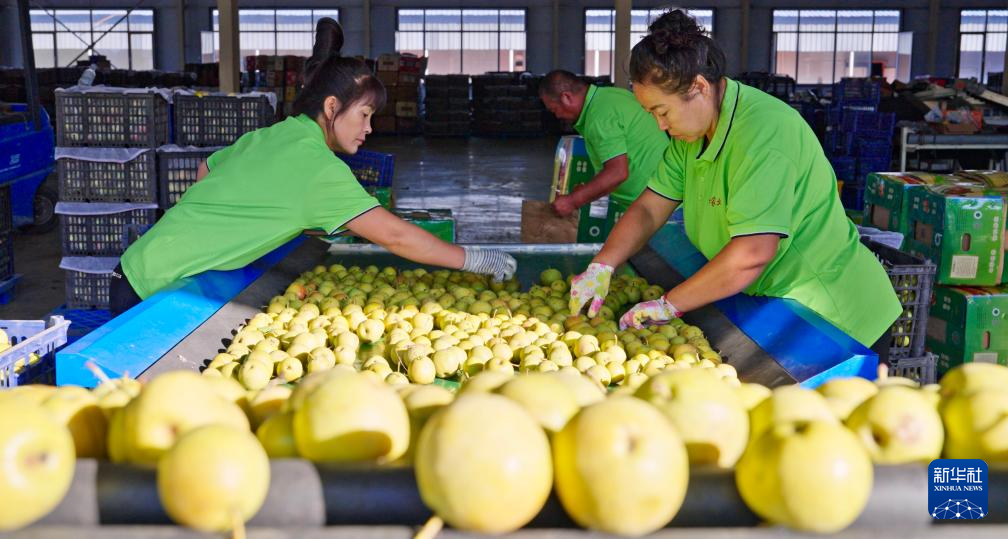 Haicheng, Liaoning: thriving Nan'guo pear industry