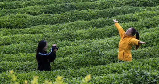 Jingde, Anhui: tea-tourism integration boosts rural revitalization