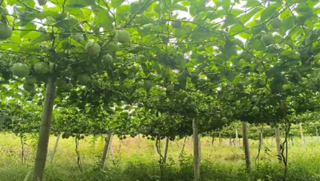 Jiahe County: forests bear