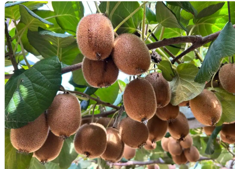 Xinyang City's Shihe District: specialty industries pave the