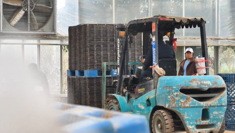 Smart farming in Xiaoxiang: rice seedling cultivation embraces new opportunities