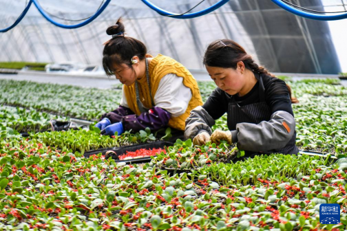 Shanxi Yuncheng: busy spring seedling raising and plowing preparations