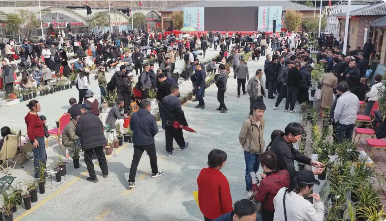 Using orchids as a medium to integrate culture and tourism, Tongbai's Dahe Town paints a new picture of rural revitalization