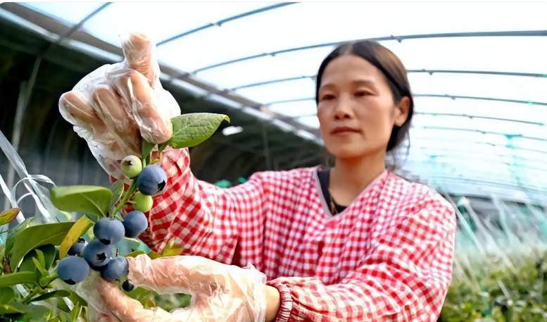 Guantao, Hebei: facility agriculture injects new momentum into rural revitalization