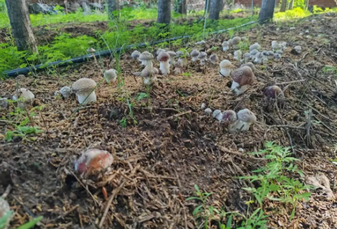 Jiulong Township: under-forest wine cap mushroom cultivation explores new paths for industrial development