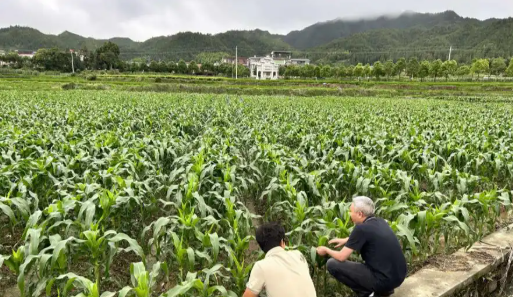 Quanshui Town, Rucheng County: cultivating modern agriculture to ensure grain security and boost farmer income for rural revitalization
