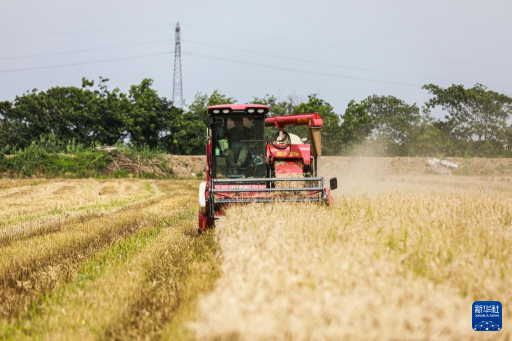Huzhou, Zhejiang: wheat fields welcome harvest