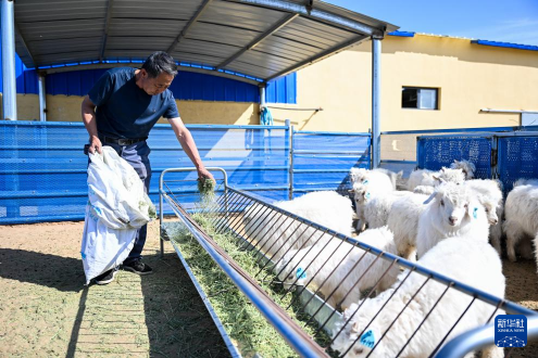 Inner Mongolia's Etuoke Banner: Cashmere goat breeding boosts rural revitalization