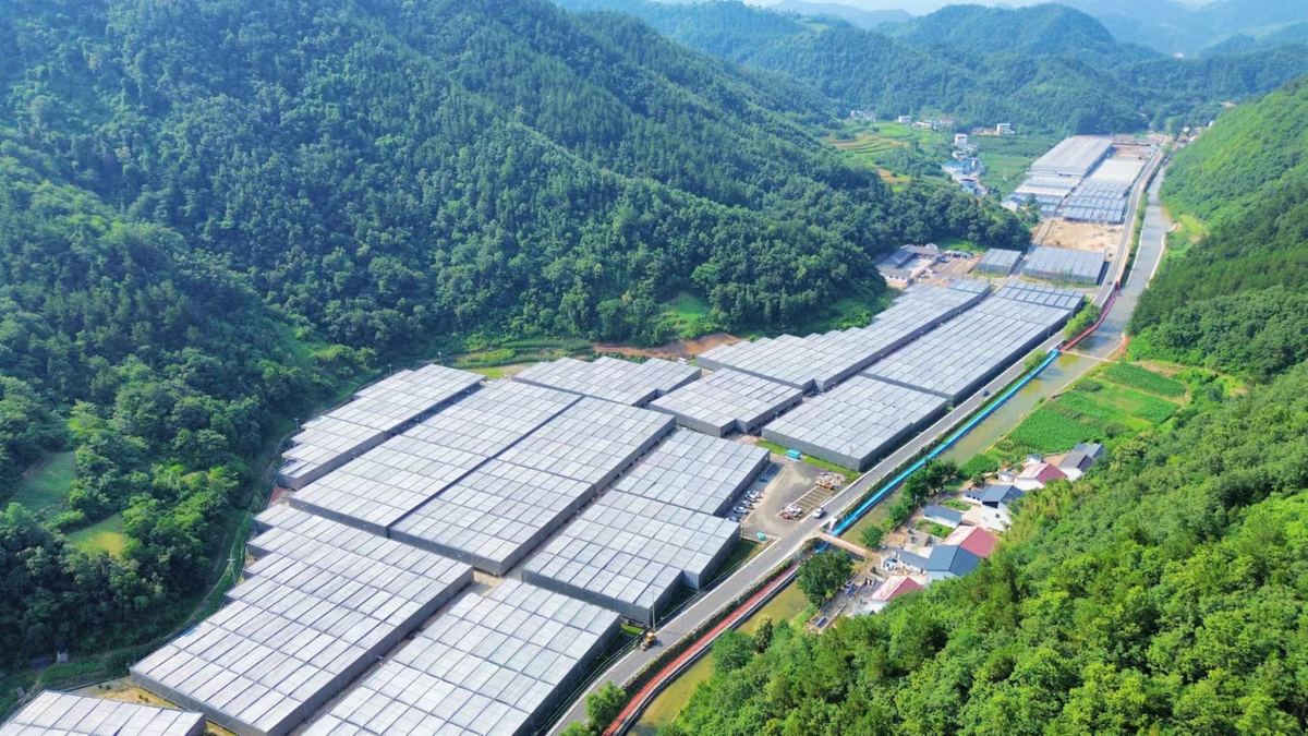 Juncao-powered mushroom industry thrives in Yunxi